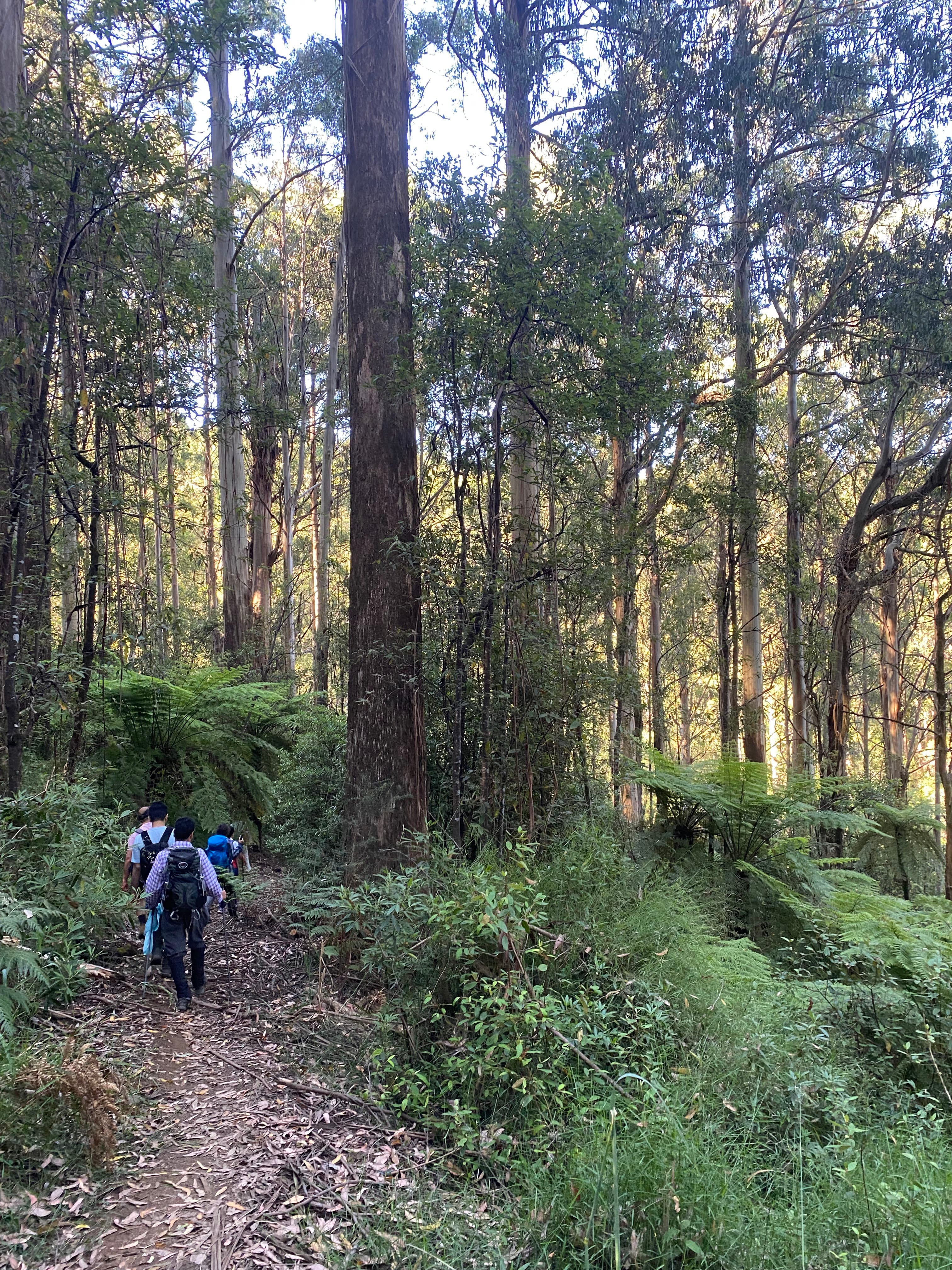 Bushwalking 541: Myrtle Gully Circuit 8.5 km (3)