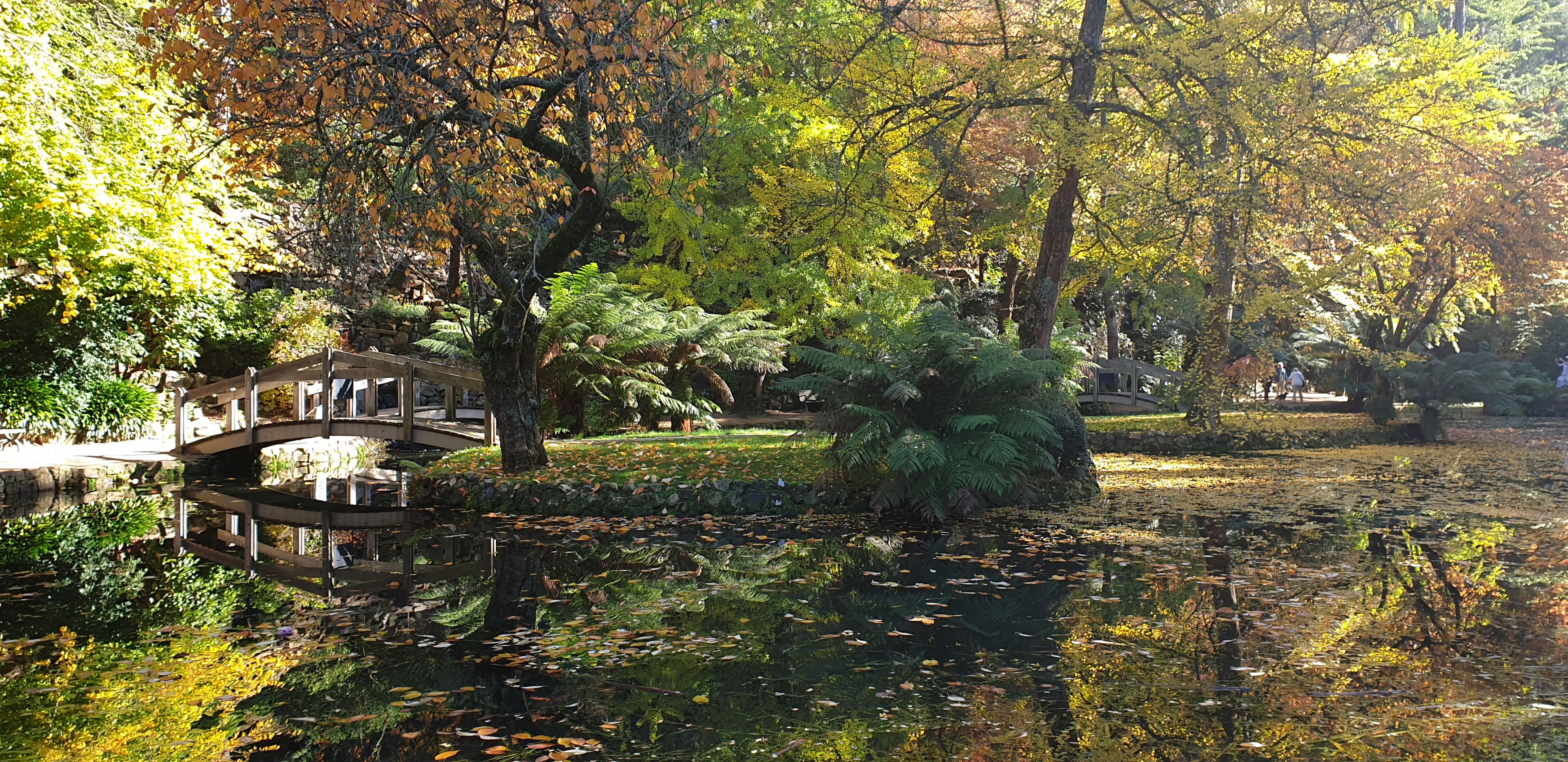 Autumn Colors in Dandenong Ranges Gardens 