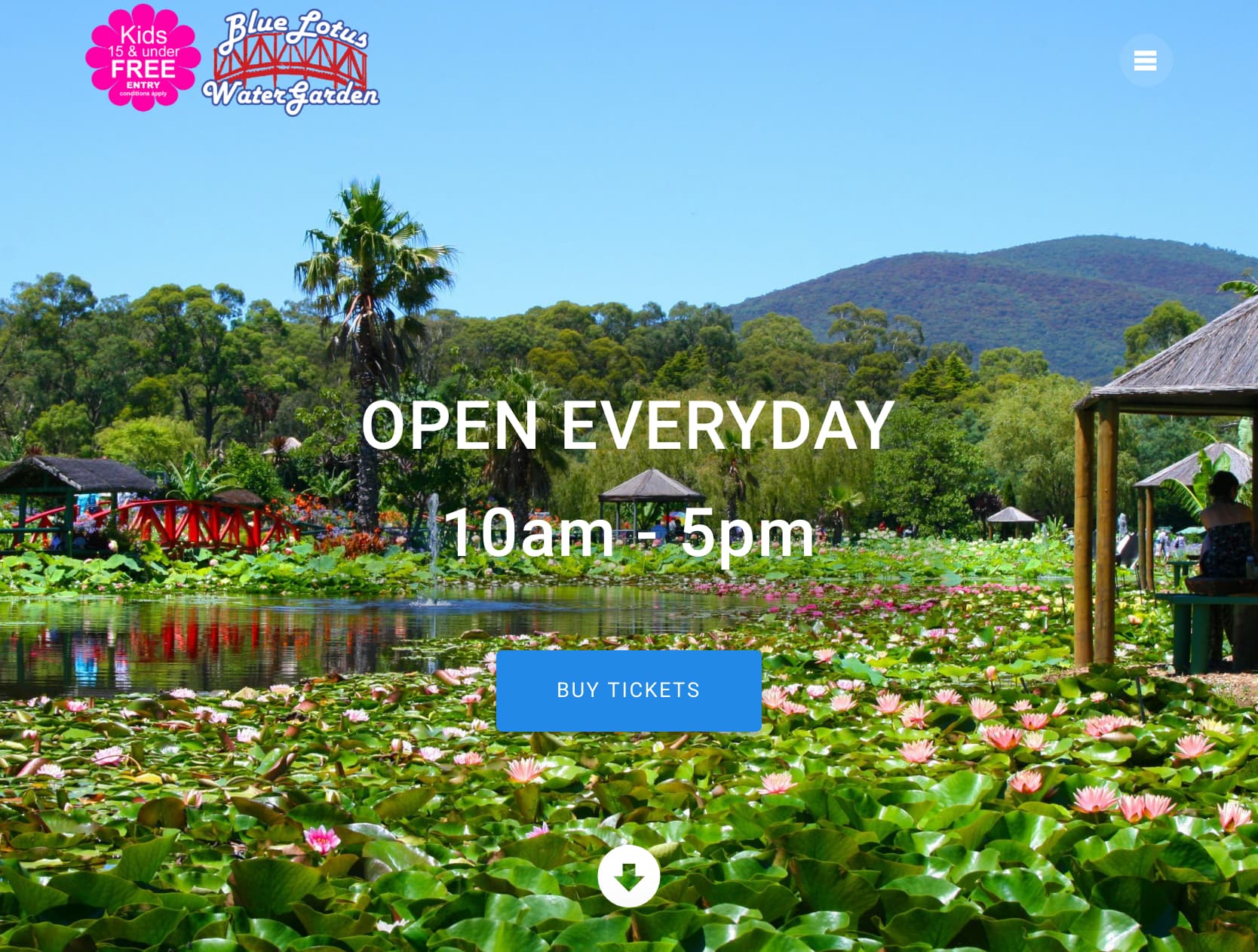 Blue Lotus Water Garden