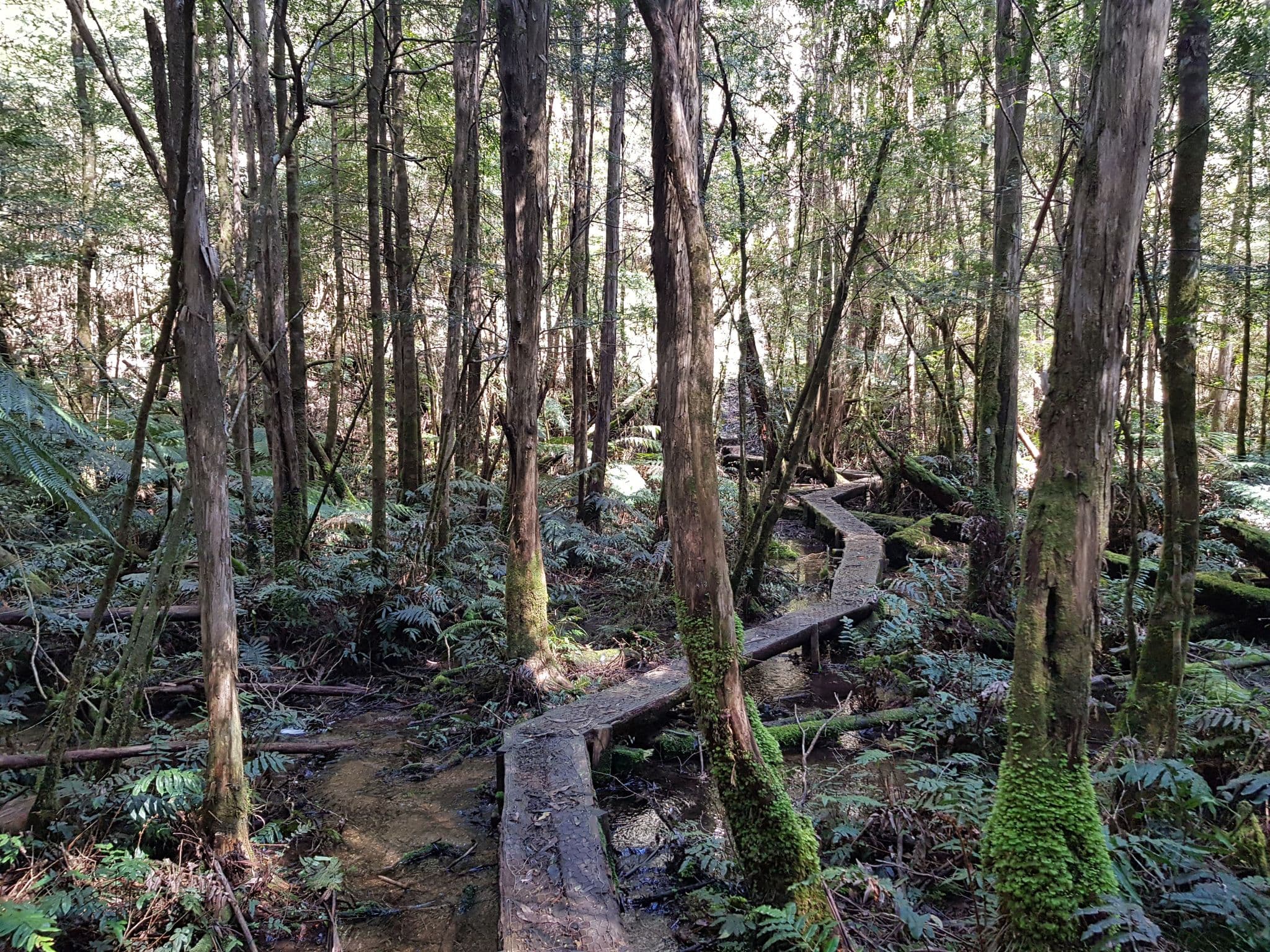 Bushwalking in Yarra Valley