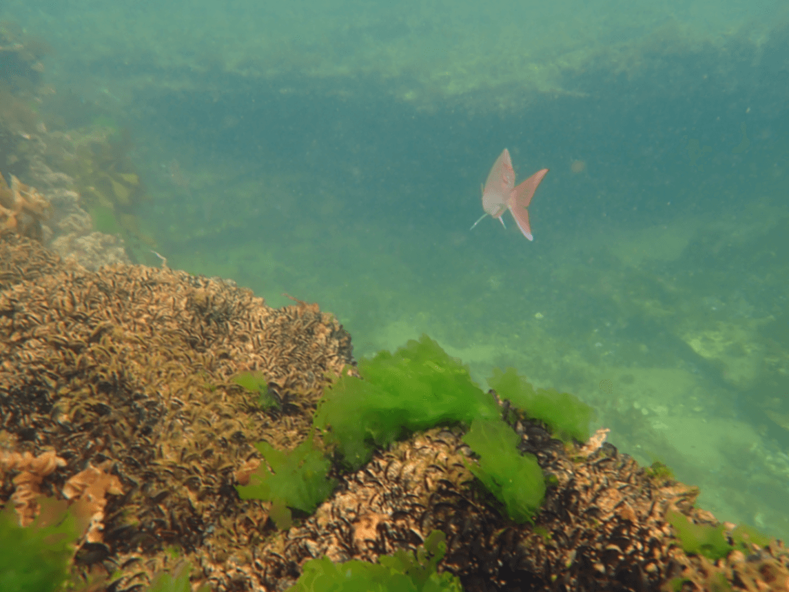 Snorkeling