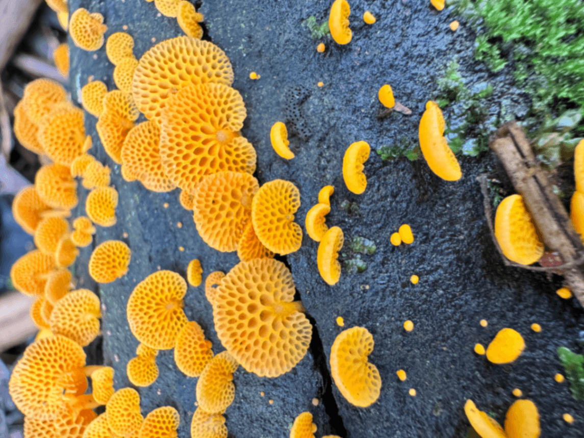 Mushroom Walk in Sherbrooke Forest🍄 