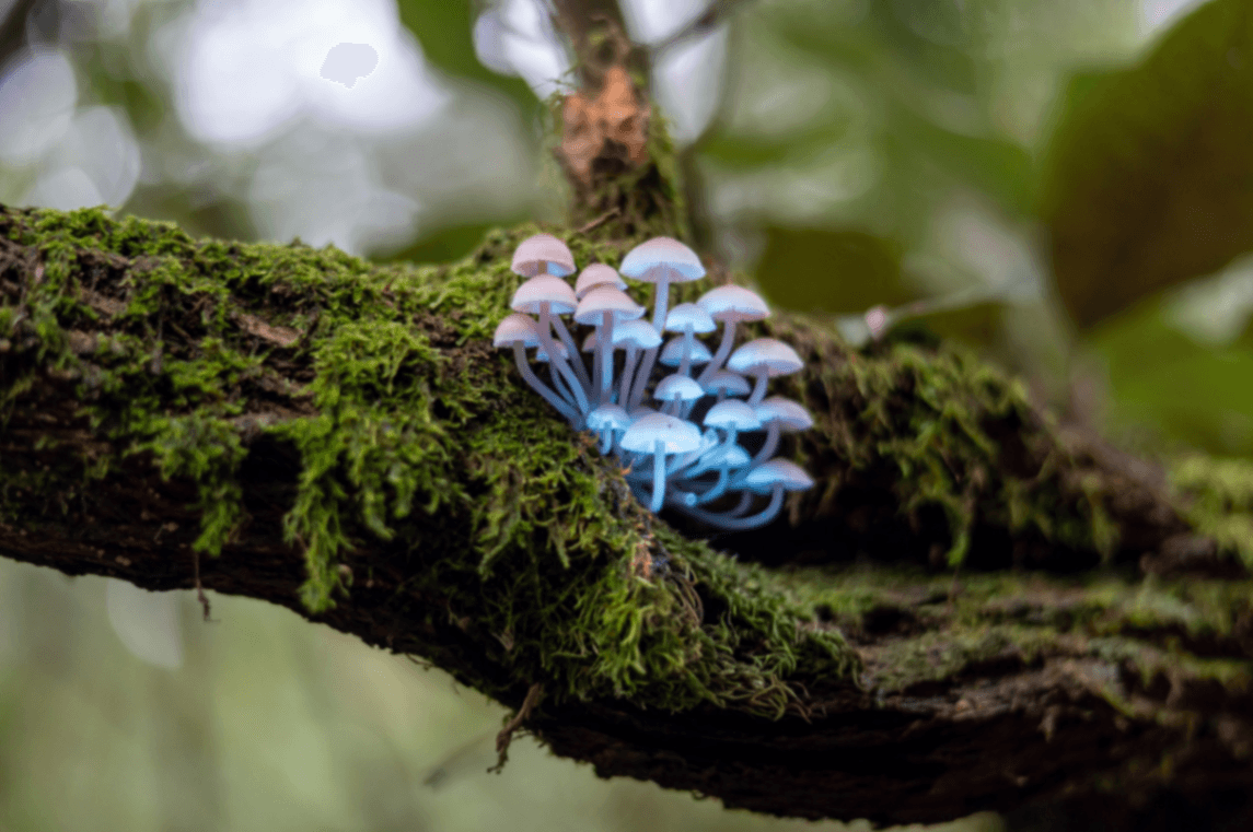 Fungi & Forest Walk in Mount Macedon 🍄🌿