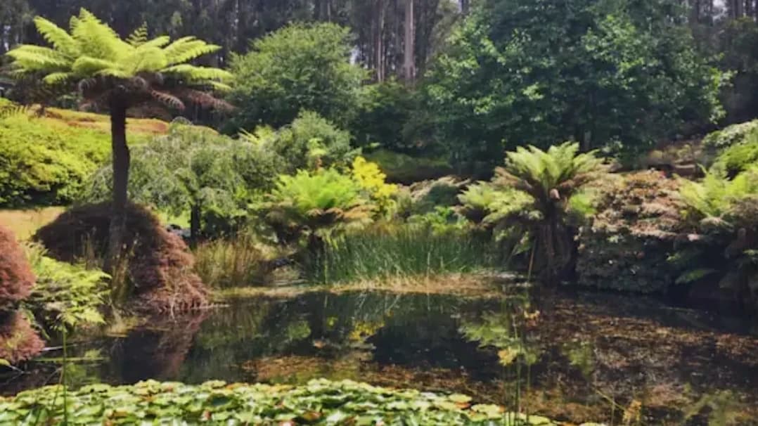 Olinda Falls & Valley Picnic Loop