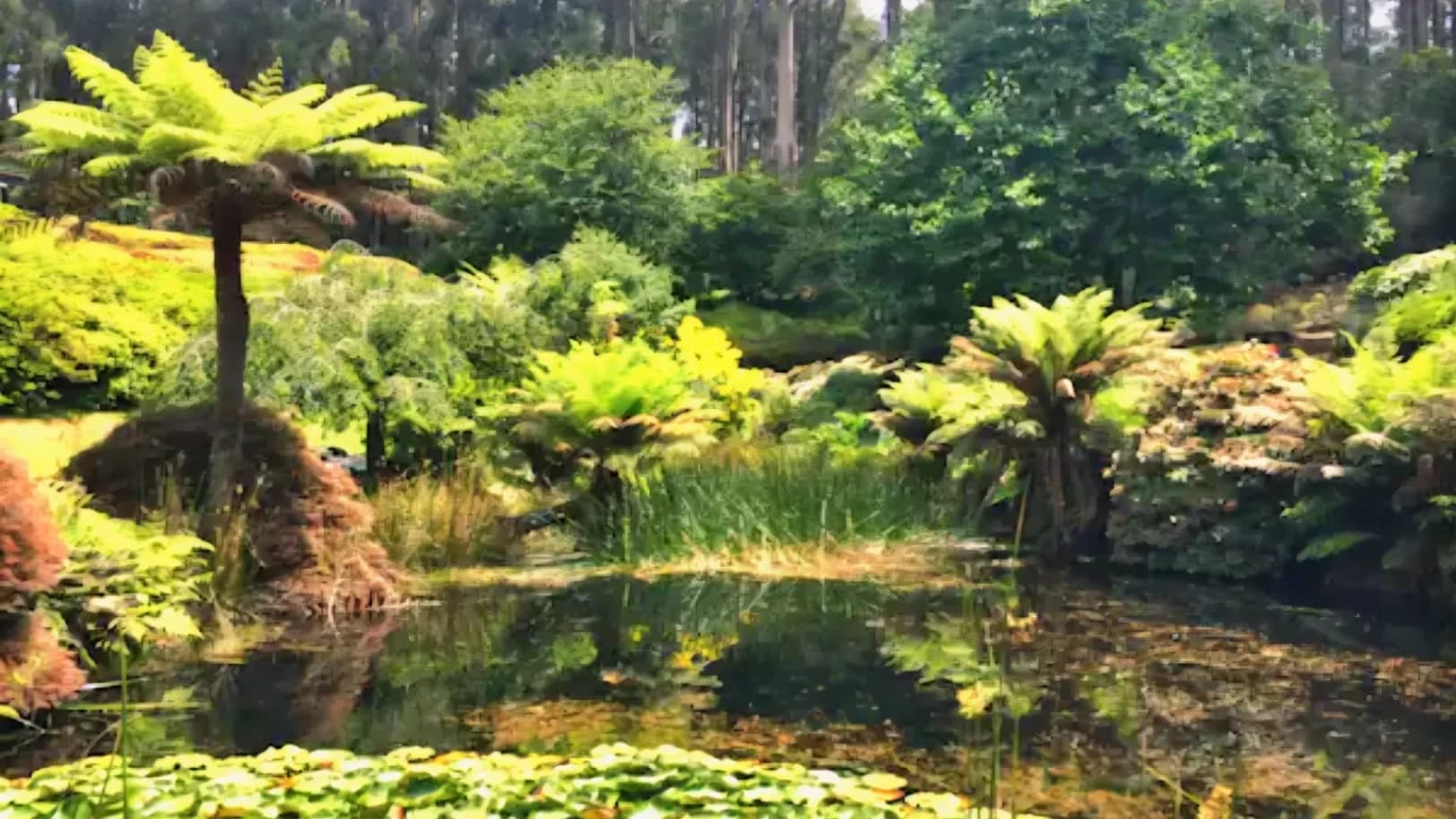 Olinda Falls & Valley Picnic Loop