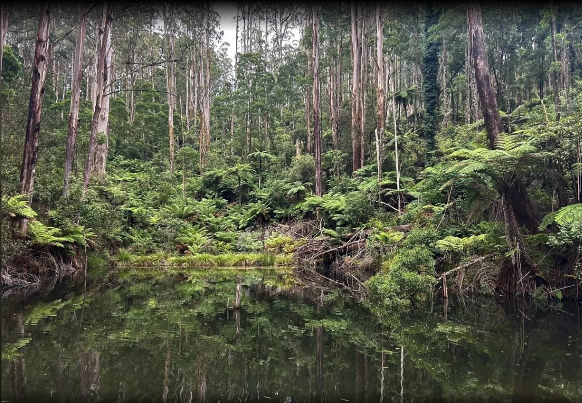 Olinda Falls and Valley Picnic Loop