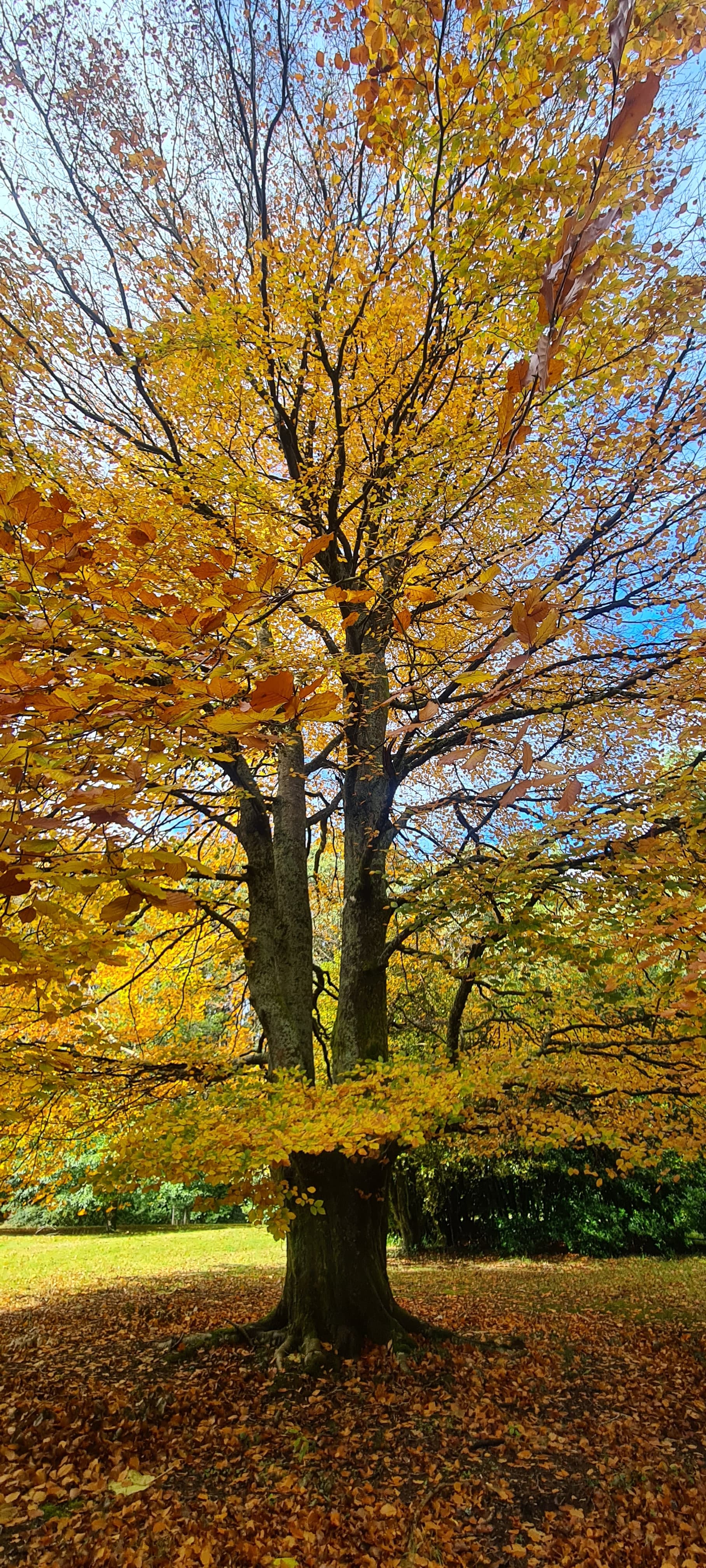 Mount Macedon