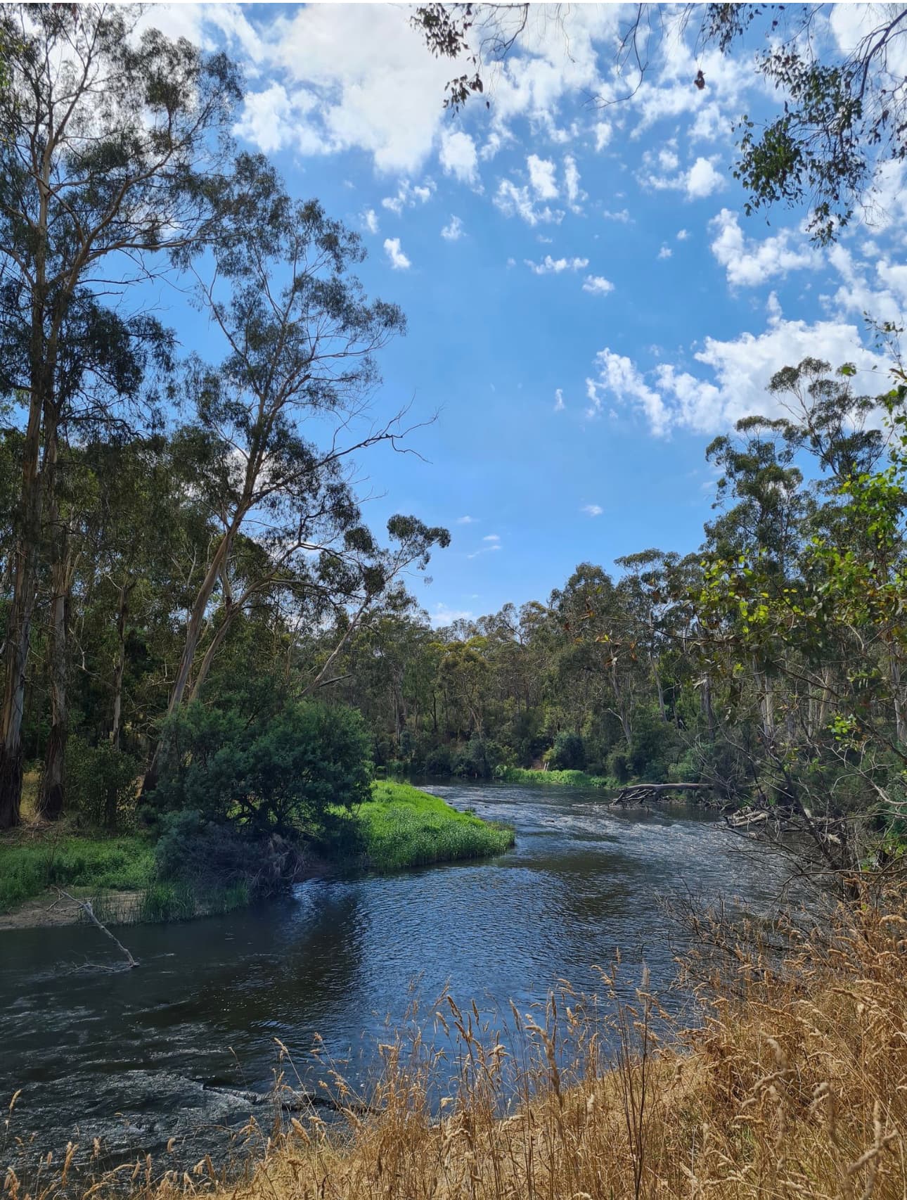 Warrandyte Wildcat Link