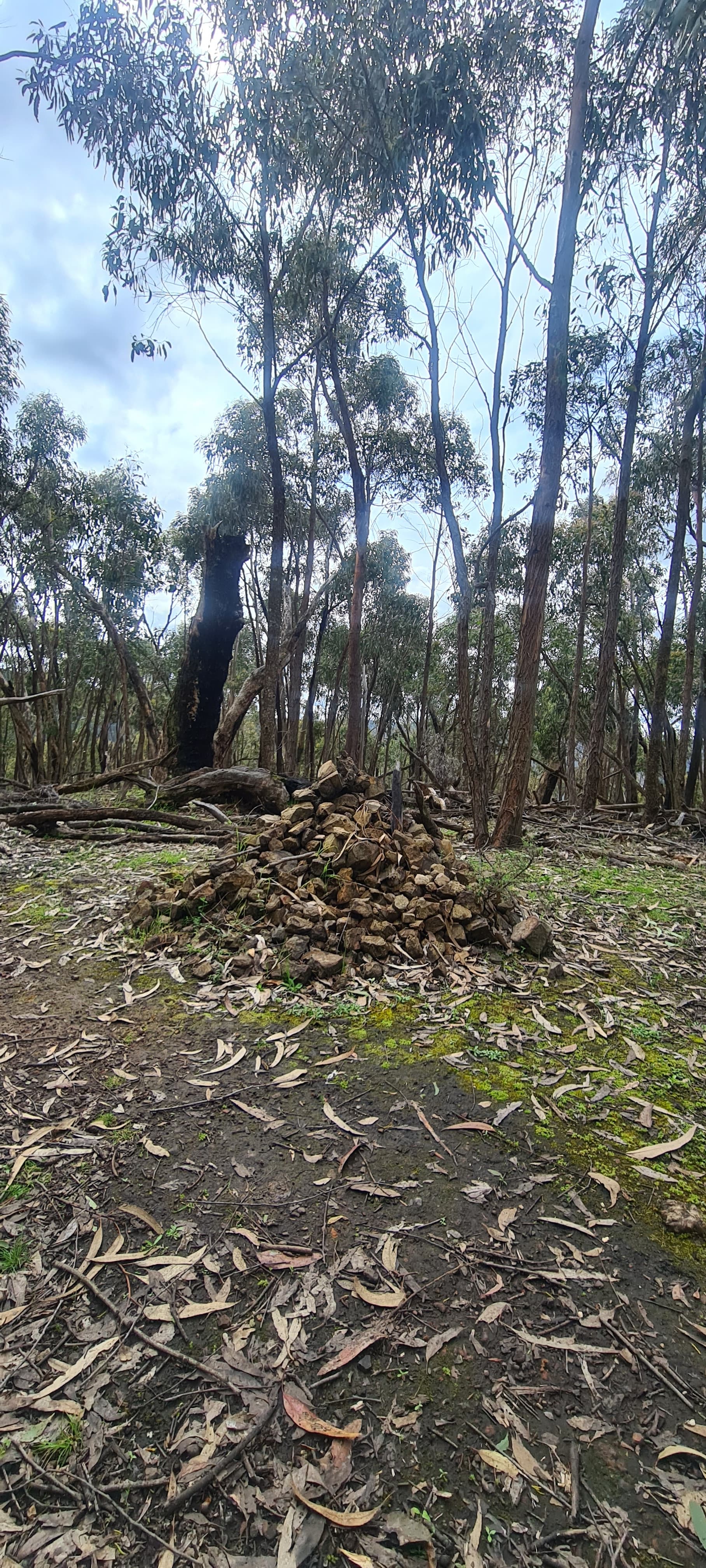 Mt Everard -Kinglake