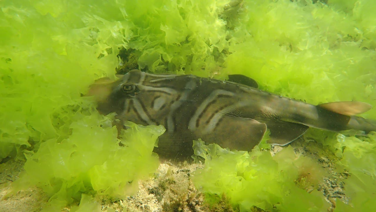 Ricketts Point Marine Sanctionary Snorkelling