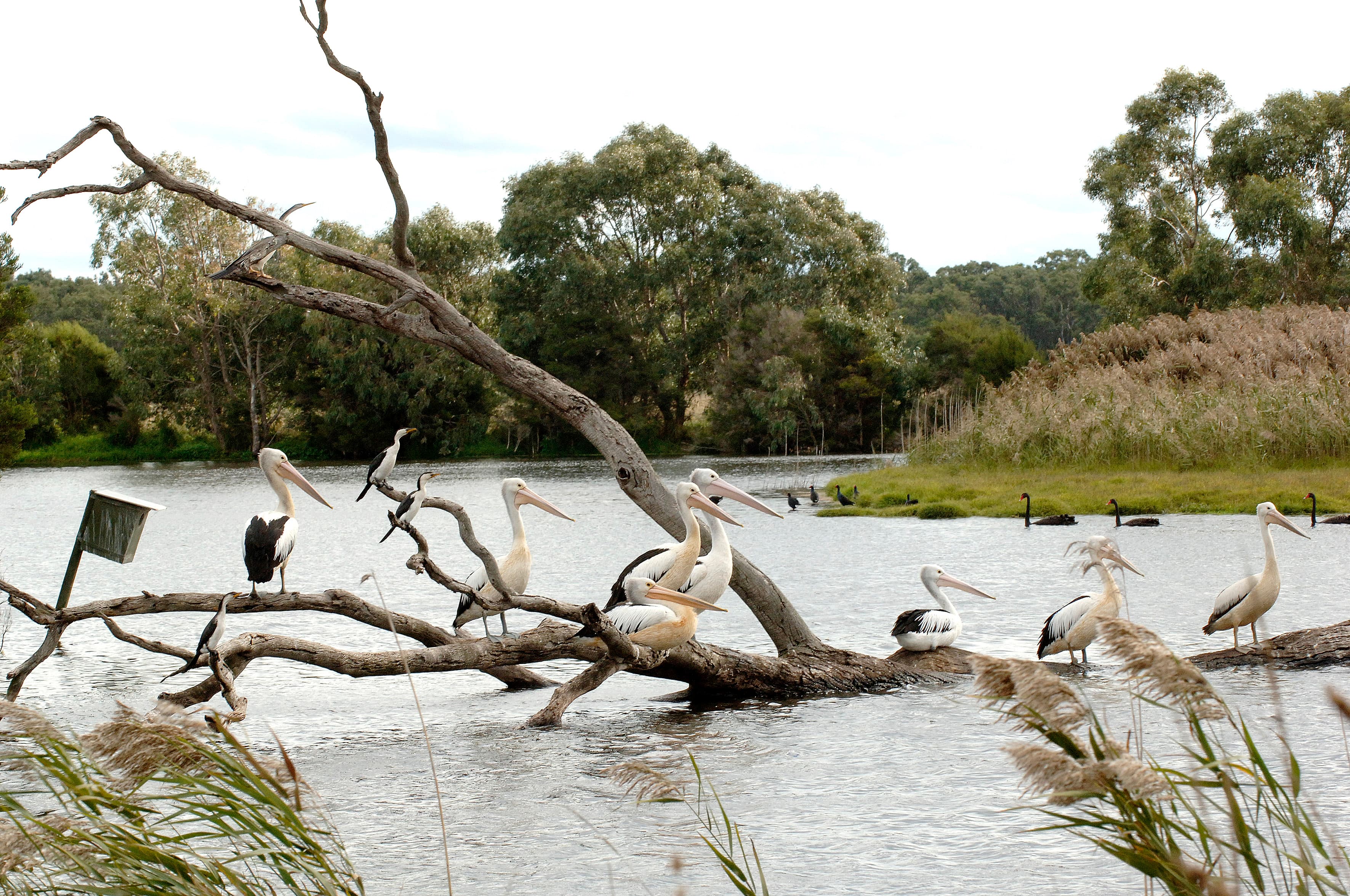 Bay trail- Mordialloc creek- Dandenong Creek cycling