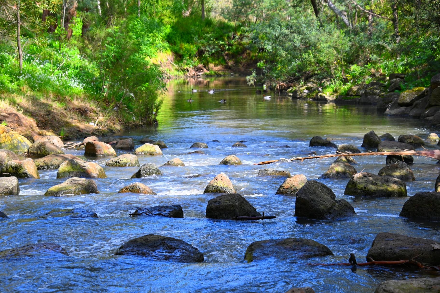 Walk for Kids - Darebin Creek Forest Park**Free Event