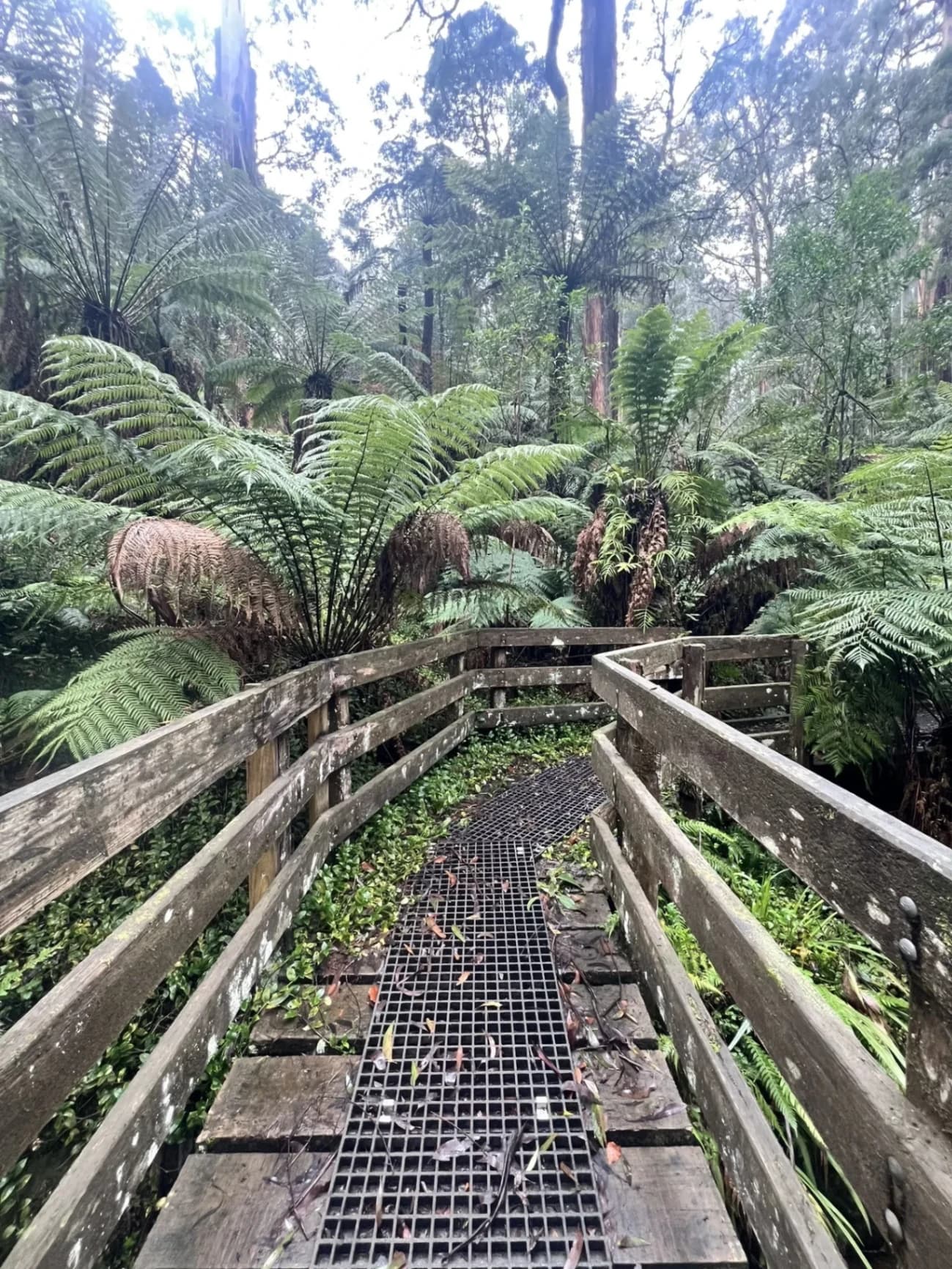 Sassafras Creek - Out & Back