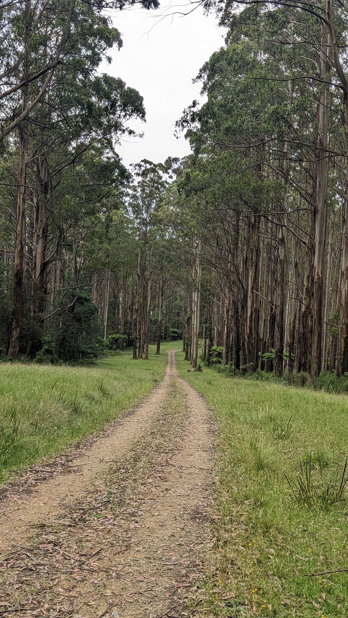 Monda Track