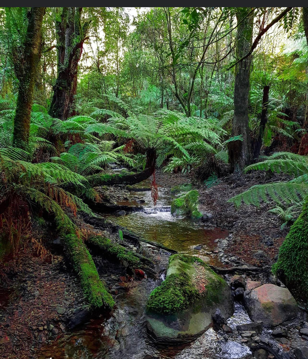 Toolangi State Forest